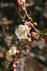 Close-up of apple blossoms in spring