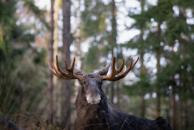 Close-up of moose