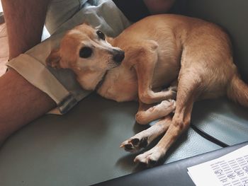 Close-up of dog lying on floor