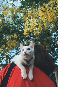 Portrait of a cat sitting on a tree