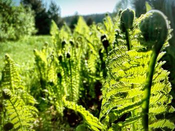 Close-up of fern leaves on field