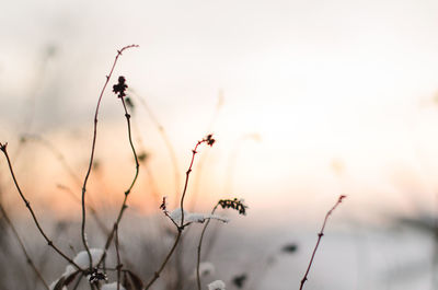 Close-up of wilted plant against sky during sunset