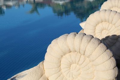 High angle view of seashell by water