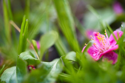 Close-up of pink flowering plant