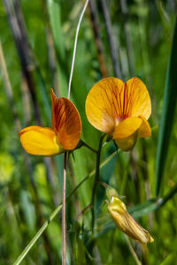 Close-up of yellow flowering plant