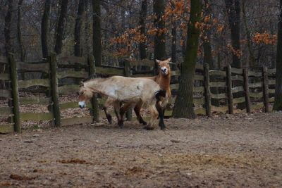 Sheep in forest