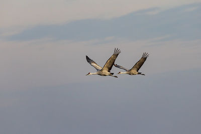 Low angle view of bird flying against sky