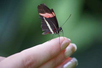 Close-up of butterfly on woman finger