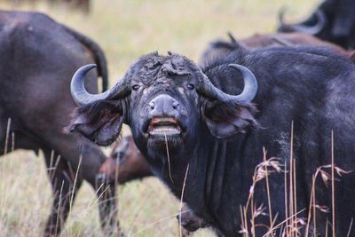 Close-up of buffalo