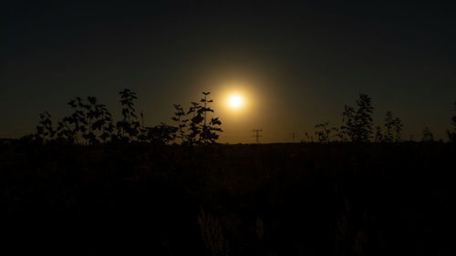 Silhouette plants against sky during sunset