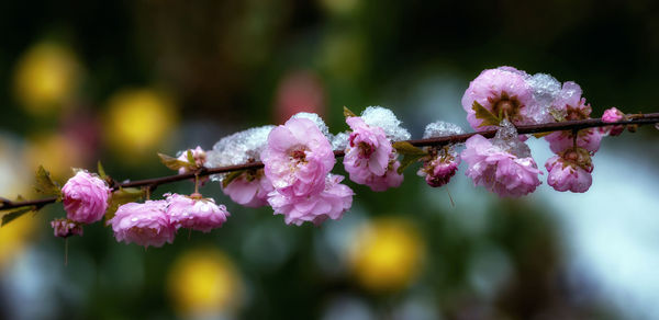 Close-up of pink cherry blossoms