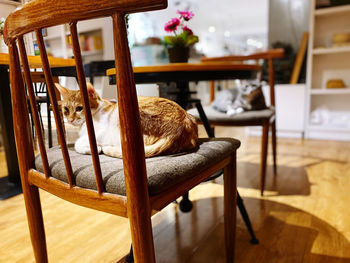 Cat sitting on chair at home