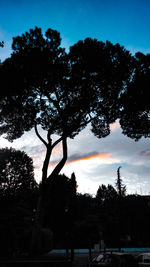 Silhouette trees against sky during sunset