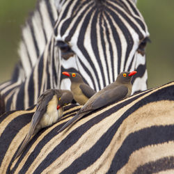 Birds perching on zebra