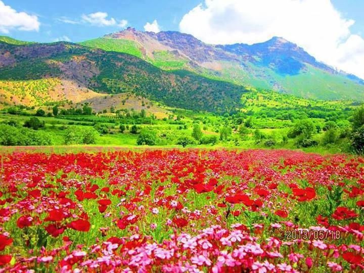 flower, mountain, beauty in nature, growth, tranquil scene, scenics, landscape, tranquility, nature, freshness, mountain range, sky, tree, field, plant, red, idyllic, fragility, blooming, non-urban scene