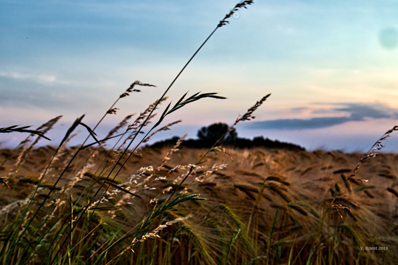 sky, field, agriculture, growth, rural scene, landscape, land, cereal plant, crop, plant, nature, beauty in nature, tranquility, cloud - sky, farm, close-up, no people, sunset, wheat, tranquil scene, outdoors, stalk, plantation