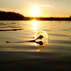 View of dandelion seed floating on water