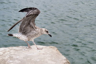 Seagull on beach