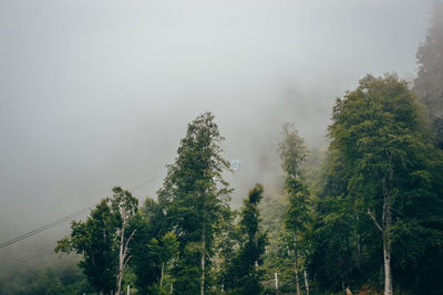 Low angle view of trees in forest against sky