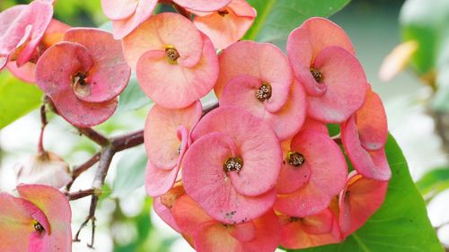 Close-up of pink rose flowers