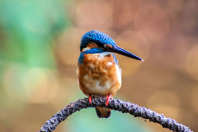 Close-up of bird perching on branch