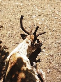 High angle view of deer on field