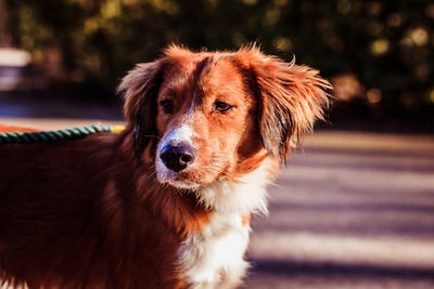 Close-up portrait of dog