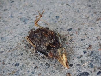 Close-up of dead bird