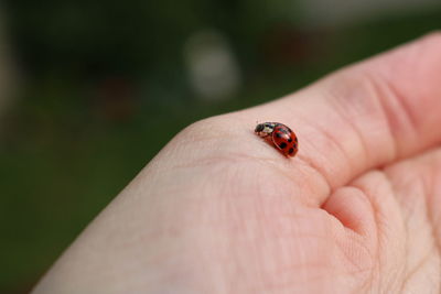 Close-up of ladybug on hand