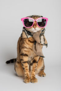 Portrait of cat against white background