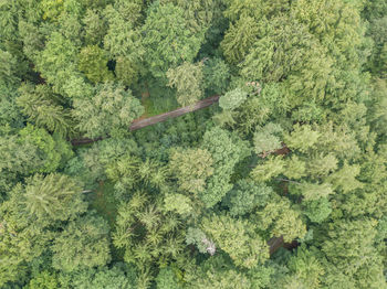 High angle view of plants growing on land in forest