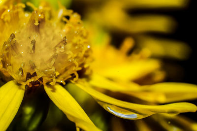 Close-up of yellow flower blooming outdoors
