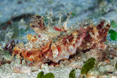 Close-up of dead fish in sea