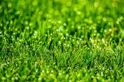 Full frame shot of wet grass