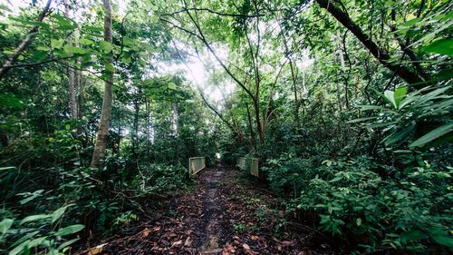 Walkway amidst trees in forest