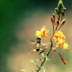 Close-up of bee on flower