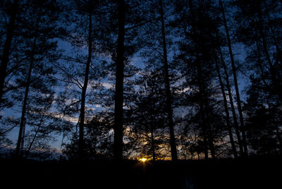 Silhouette trees in forest against sky at night