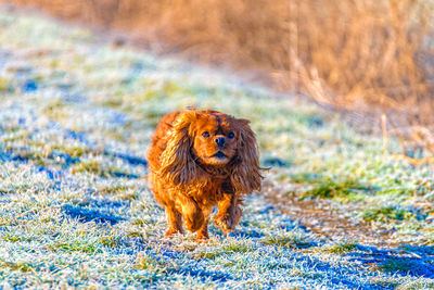 Portrait of dog walking on land