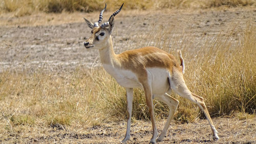 Side view of deer standing on field