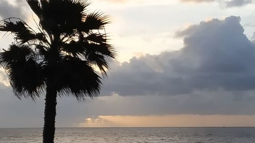 Silhouette palm tree by sea against sky at sunset