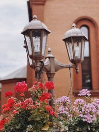 Close-up of street light with red flowers