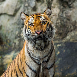 Close-up portrait of a cat