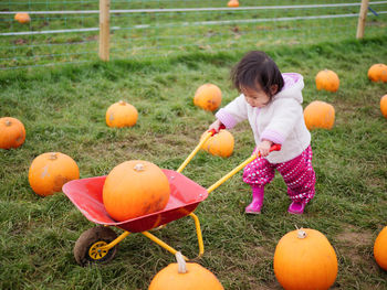 Full length of cute baby girl with pumpkin on field