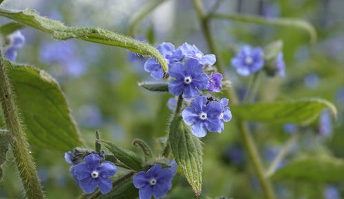 Close-up of purple flowering plant