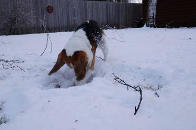 Dog on snow covered landscape during winter