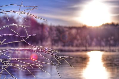 Plant by lake against sky during sunset