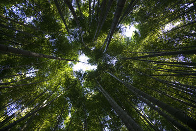 Low angle view of bamboo trees in forest