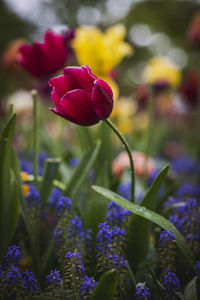 Close-up of purple flowering plant on field