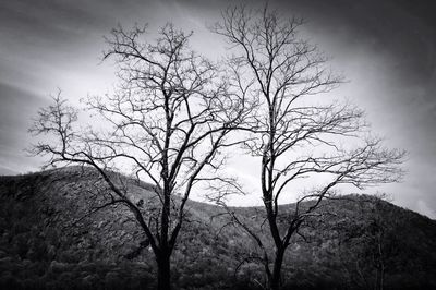 Low angle view of bare trees against sky