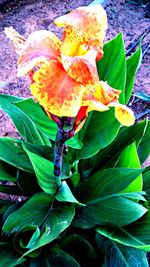 Close-up of multi colored plant